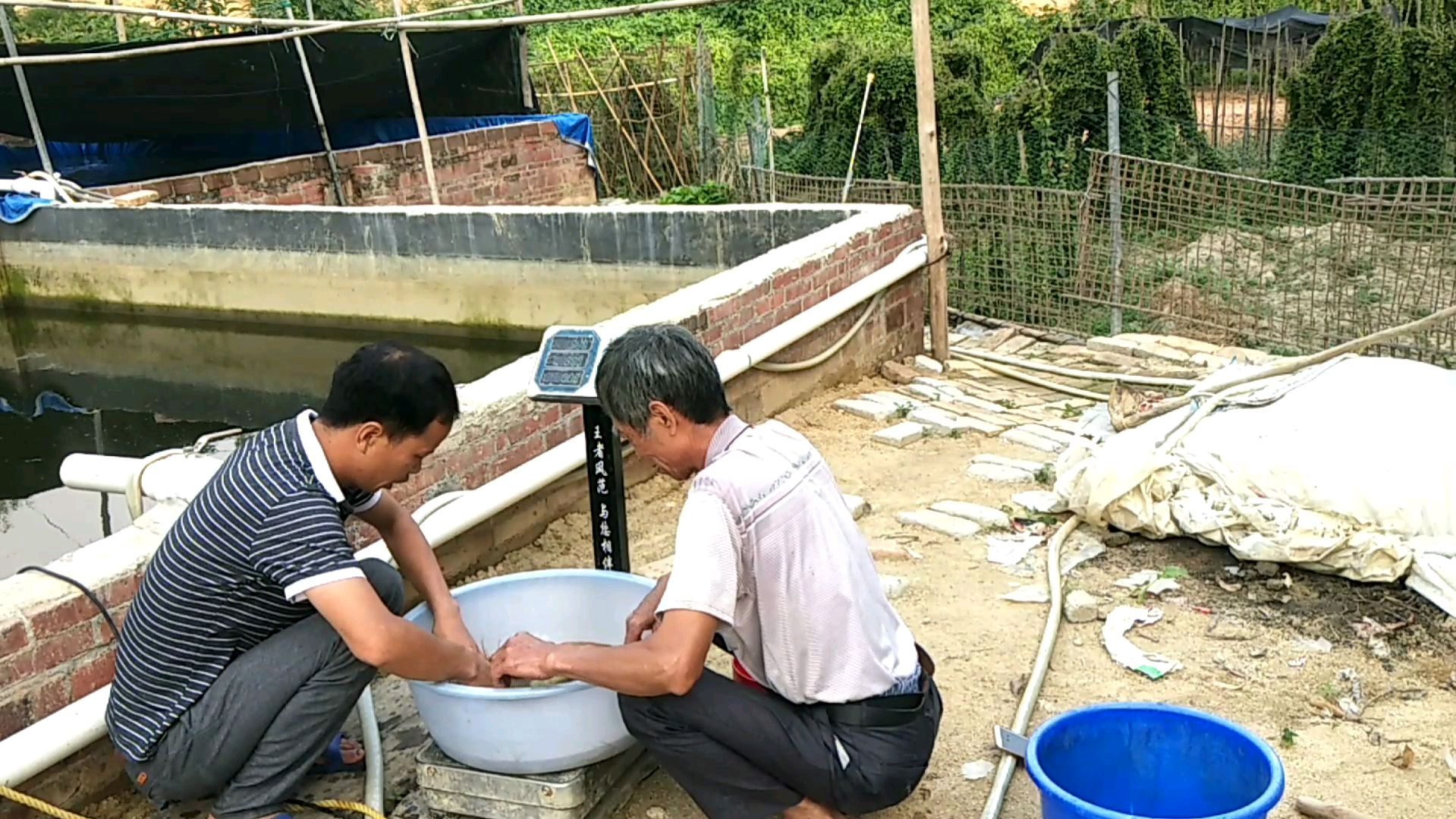 农村大叔创业养塘鲺鱼,为啥卖鱼要先称,养了五个月平均五两