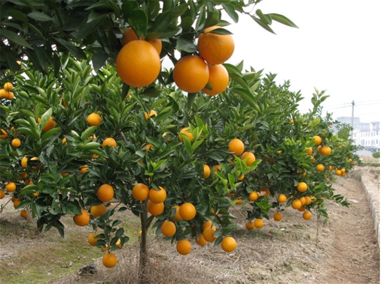 怎样养殖橙子树,才能结出又大又好,又圆又甜呢?