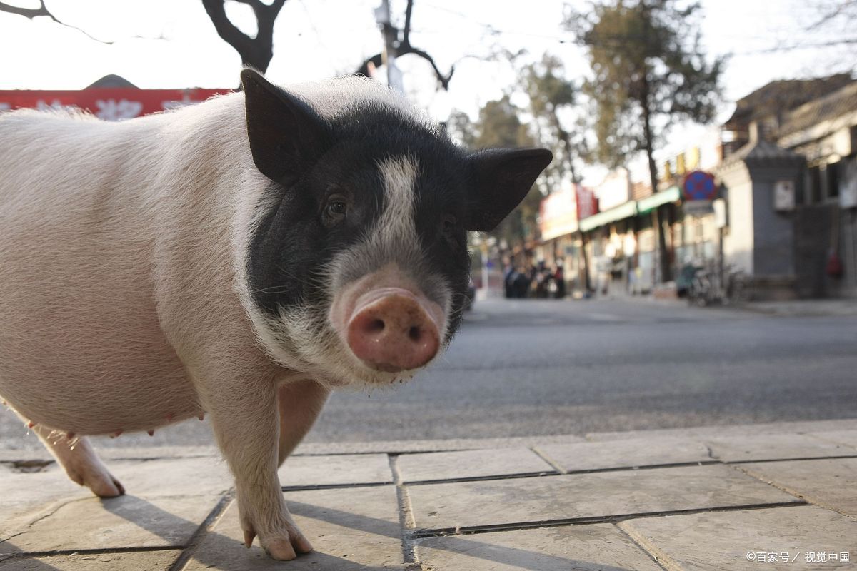 2,刻意维持"茶杯猪"的体型,会危害它的健康