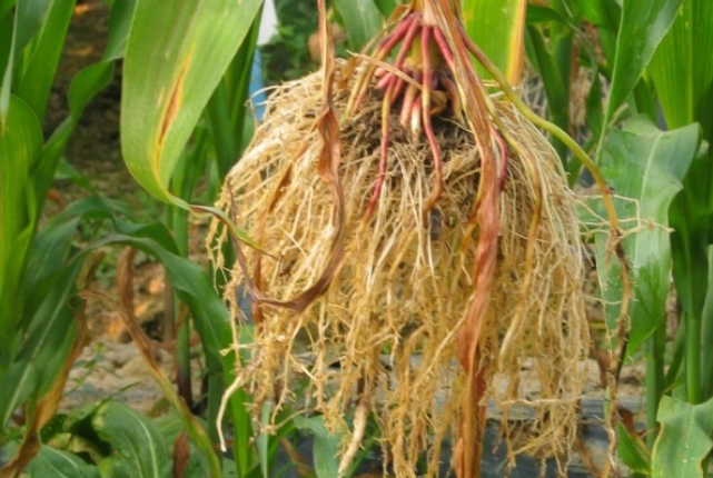 玉米根系在土壤中的空间分布以及轴根与侧根及根系的关系