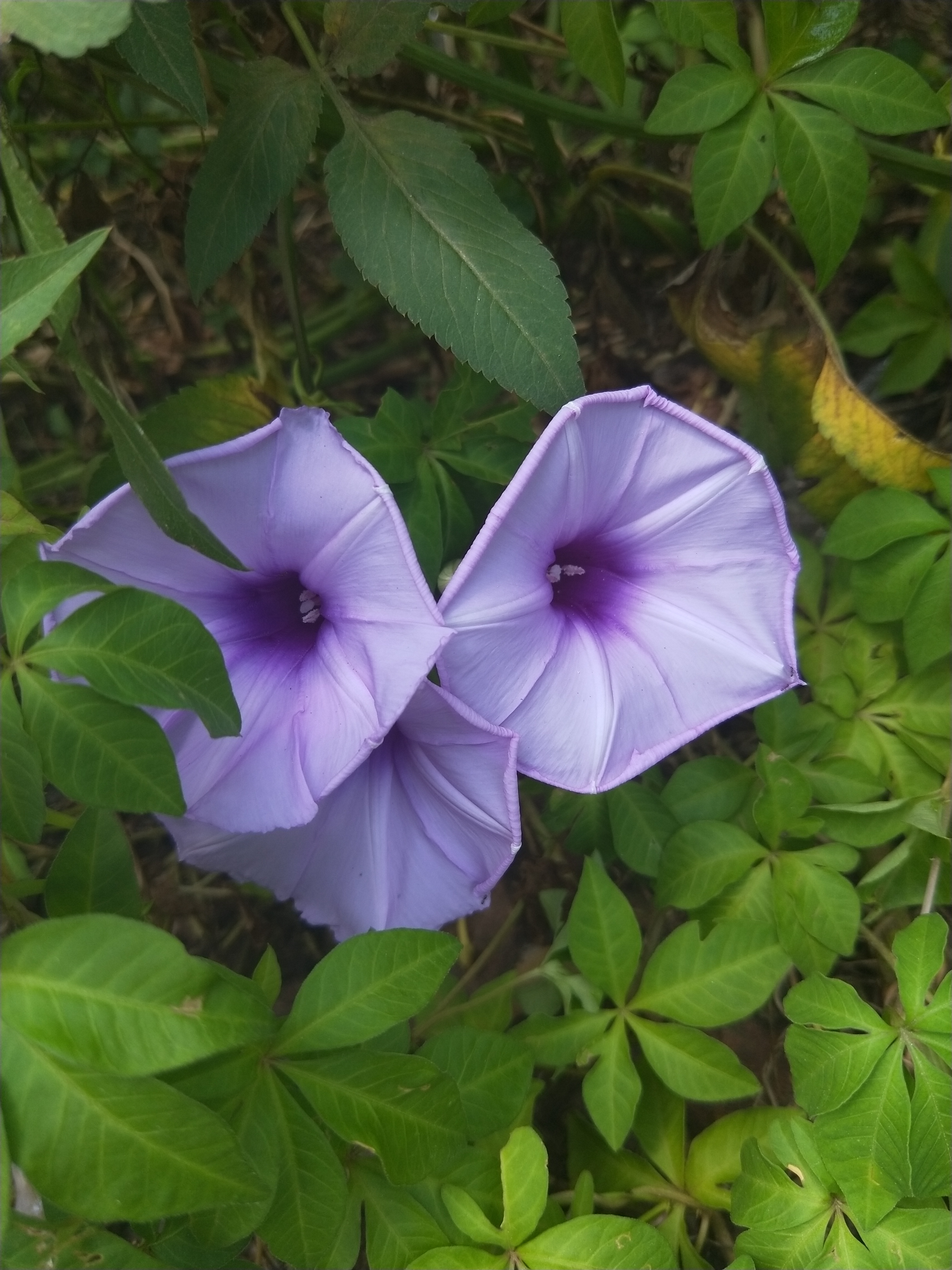 形态各异滴牵牛花