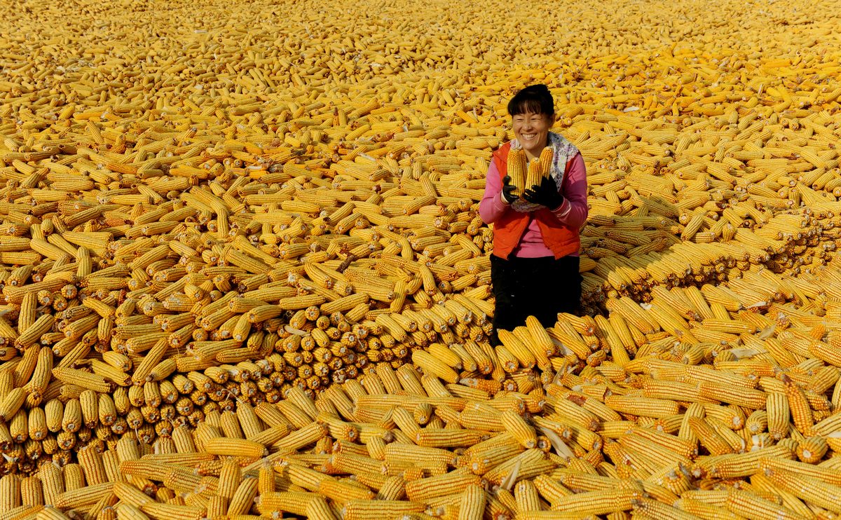 每日粮油传喜讯:今日东北玉米收购价格迎来最大涨幅,专家作解释