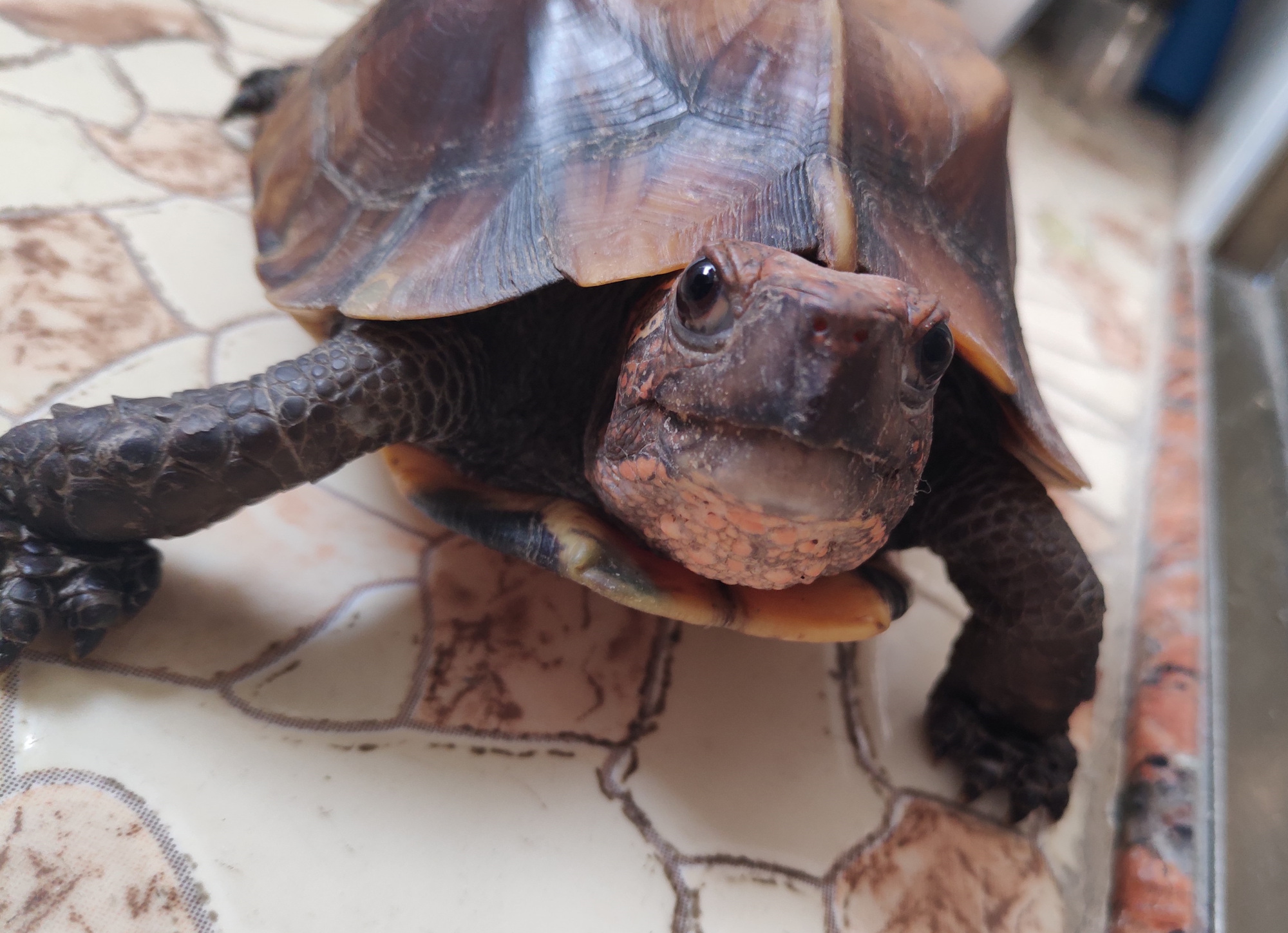 全身富有立体感的锯缘摄龟,你确定不喜欢吗?