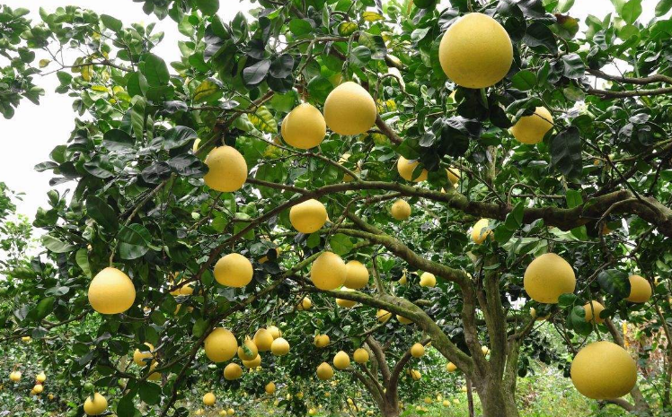 柚树- 优质问答专区