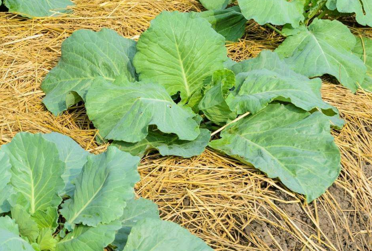 大头菜烂根是什么原因造成的?其中需要关注沤根的防治措施