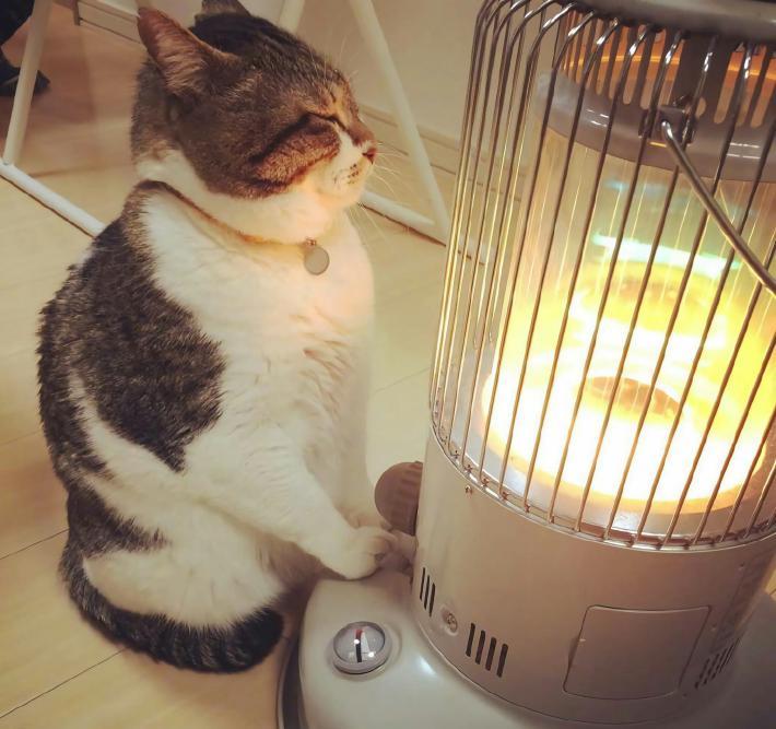 冬天到了,猫咪霸占着烤火炉一脸享受,还不让别人靠近