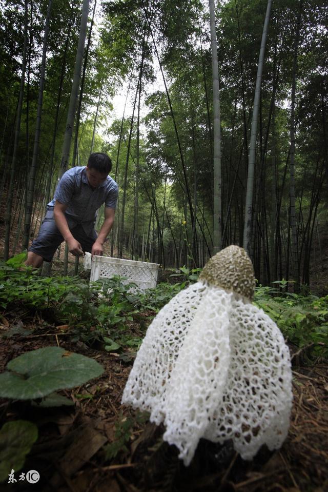 胡老农返乡创业,选择种植竹荪,最后喜获丰收