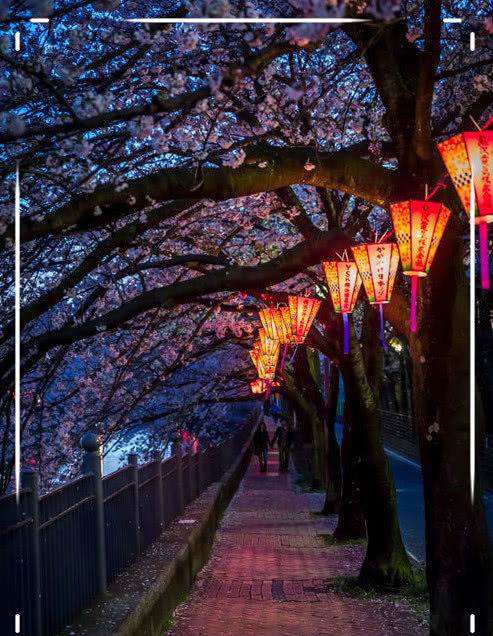 唯美·日系·樱花背景图:鲜衣怒马少年时,一夜忘尽长安花