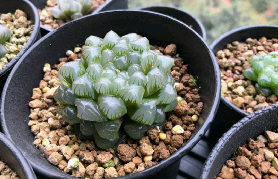 冬季养玉露,使用补光灯不如加个盖子!