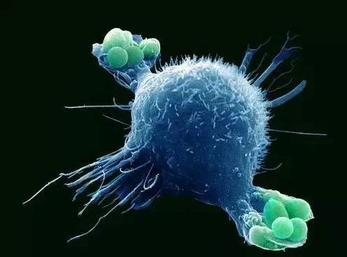 诺贝尔医学奖"细胞自噬理论"印证了掌握辟谷养生法的不可或缺性