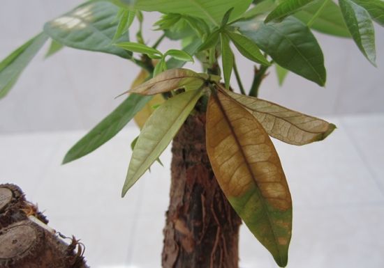 冬天养发财树,3个方面管理要做好,不然容易黄叶,冻死