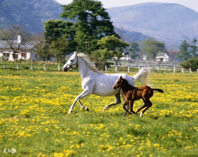 大小马:一月底有"特大囍事",此生一次,别跑了,速接!