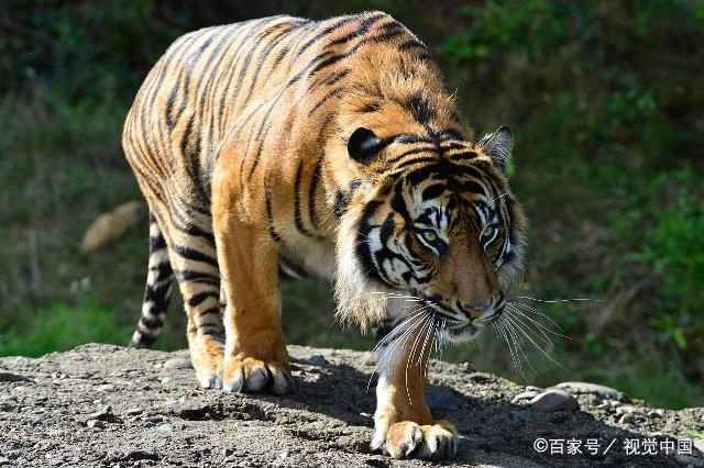 老虎的样子非常威风,目光炯炯,多么威武,毛色非常漂亮