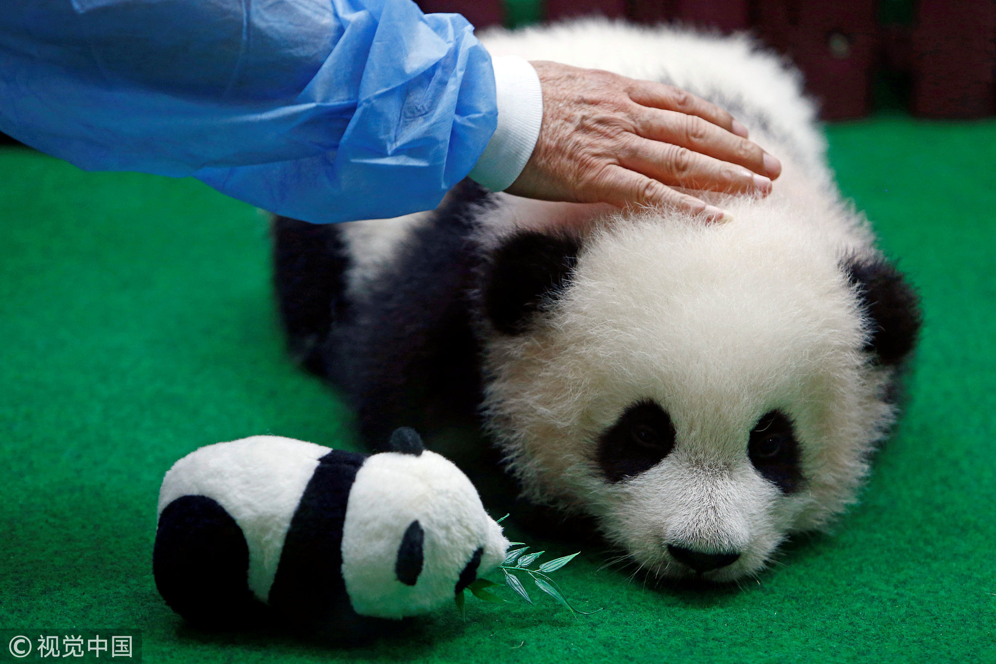 熊猫宝宝照片大全可爱图片