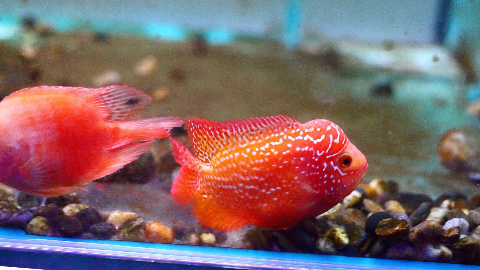 罗汉鱼混养和单独养状态不一样