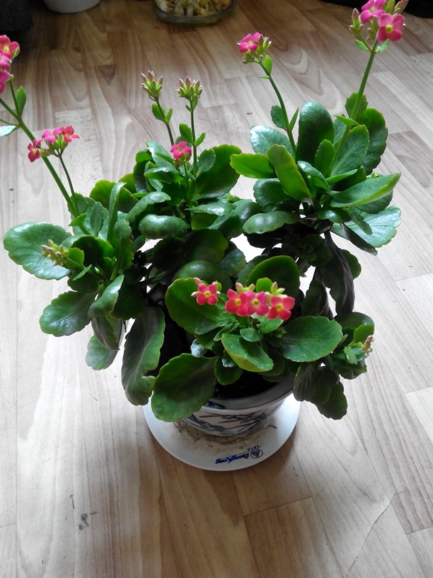 家里有这四种花,不要轻易送人,既能镇宅,又能聚财