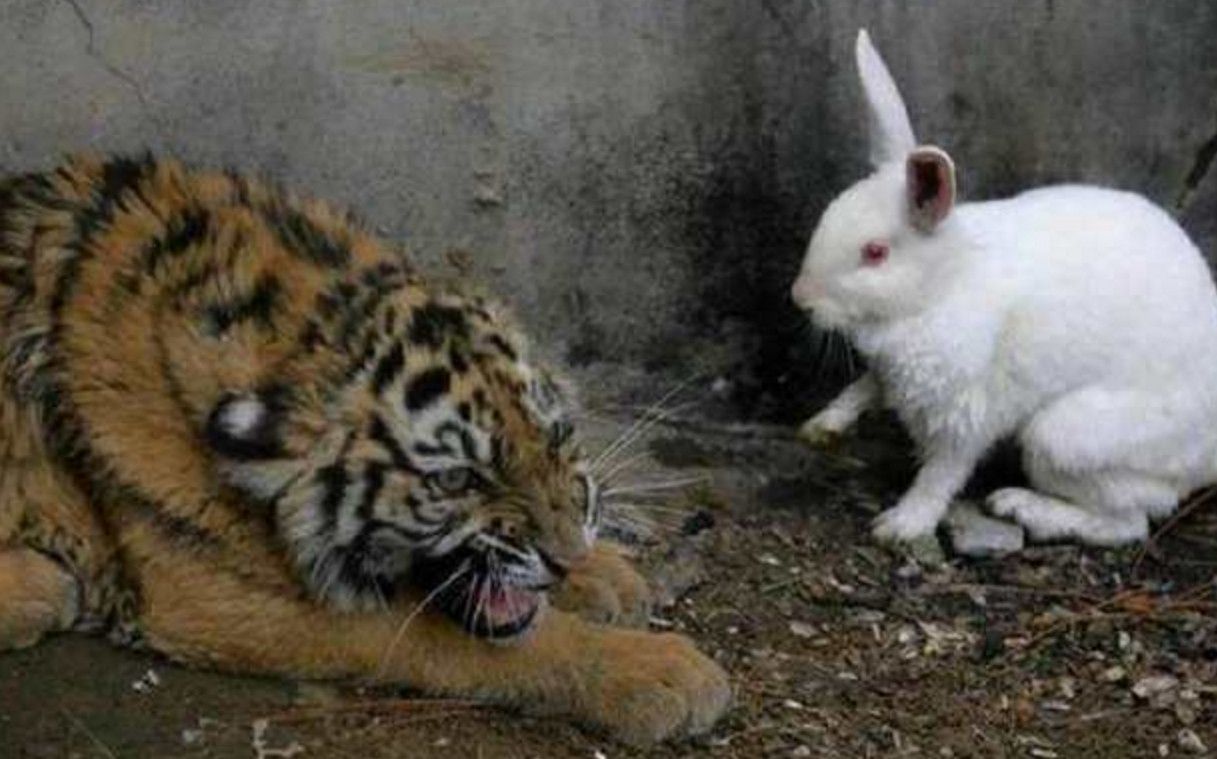 饲养员拿兔子给老虎加餐,第二天却看到这个画面,他直接愣住了