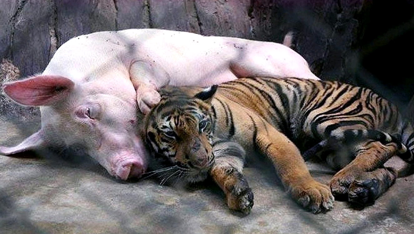 老母猪把小老虎当成孩子喂养,老虎长大后,是怎样对待母猪的?