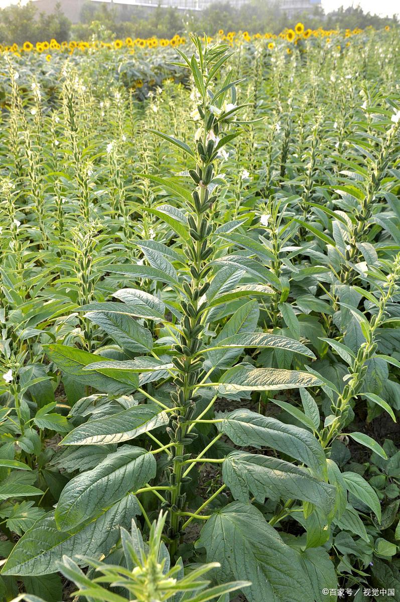 种植芝麻,什么时间种植最好?