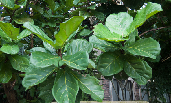 想要琴叶榕长得好,基质选择很重要,这样配土让它长得枝繁叶茂