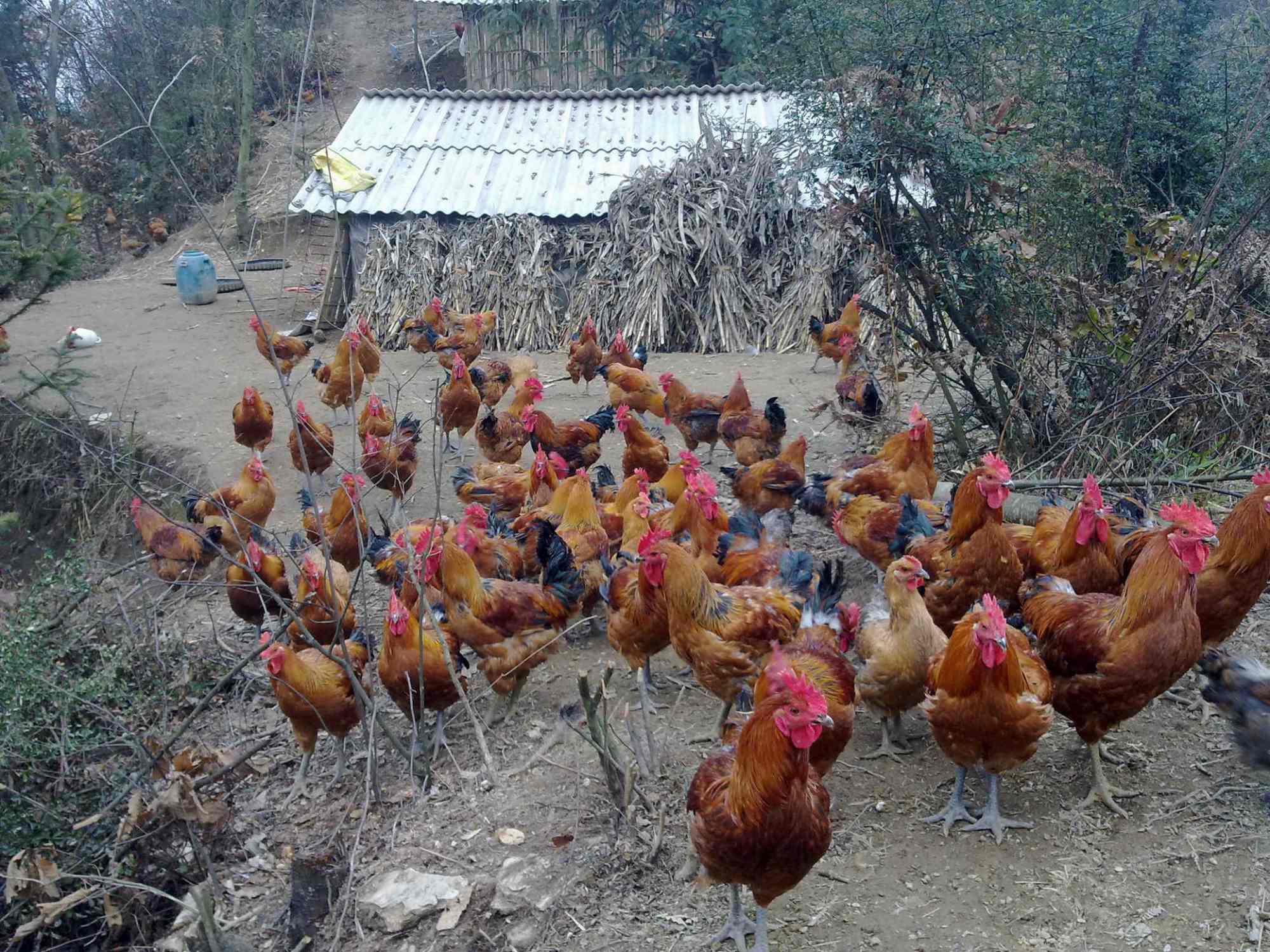 红极一时的"包山头"养殖,为什么会销声匿迹了呢?