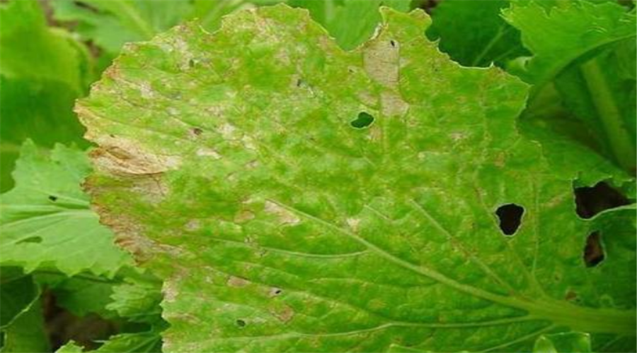 白菜软腐病防治 - 热门商品专区