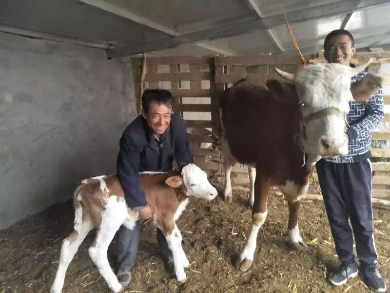我们乡的扶贫牛,下崽了!