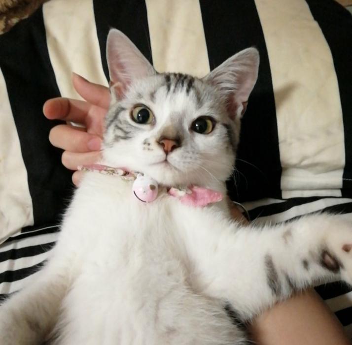 养美短的人那么多,却很少有人知道,这种条纹最珍贵!