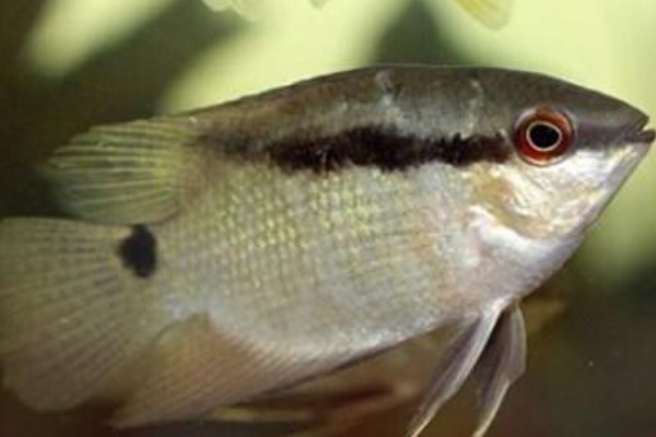 关于画眉鱼你知道多少?一起来了解看看