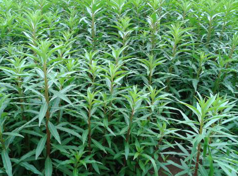 它被称为"神仙草"除了能治疗肝病,居然还有这几大功效!