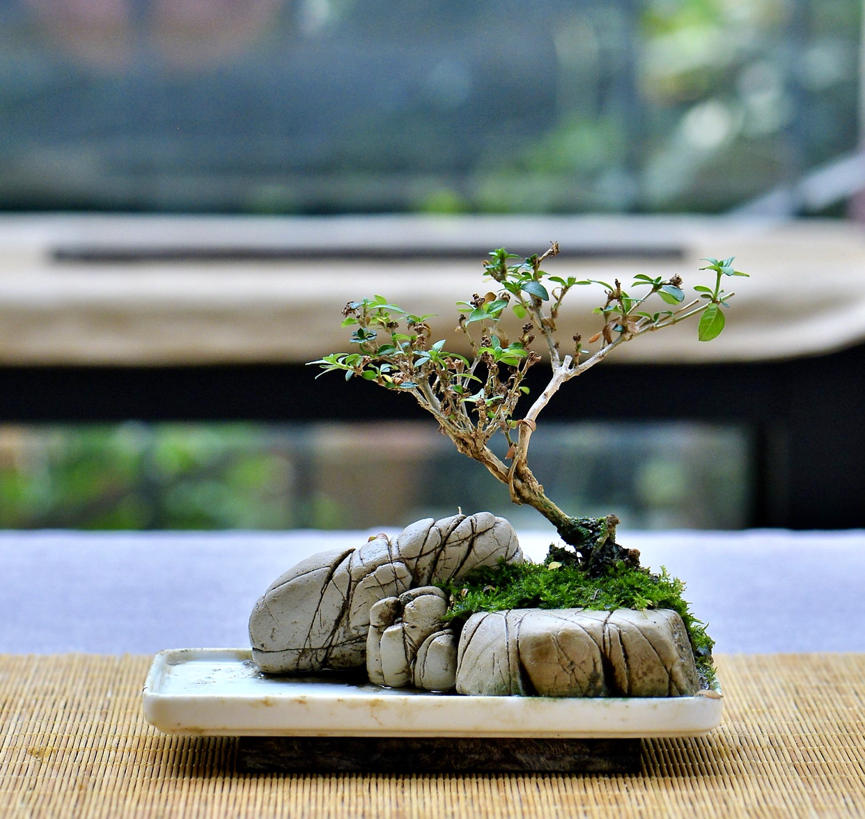 加拿大盆景老师新作 树石搭配的微盆景