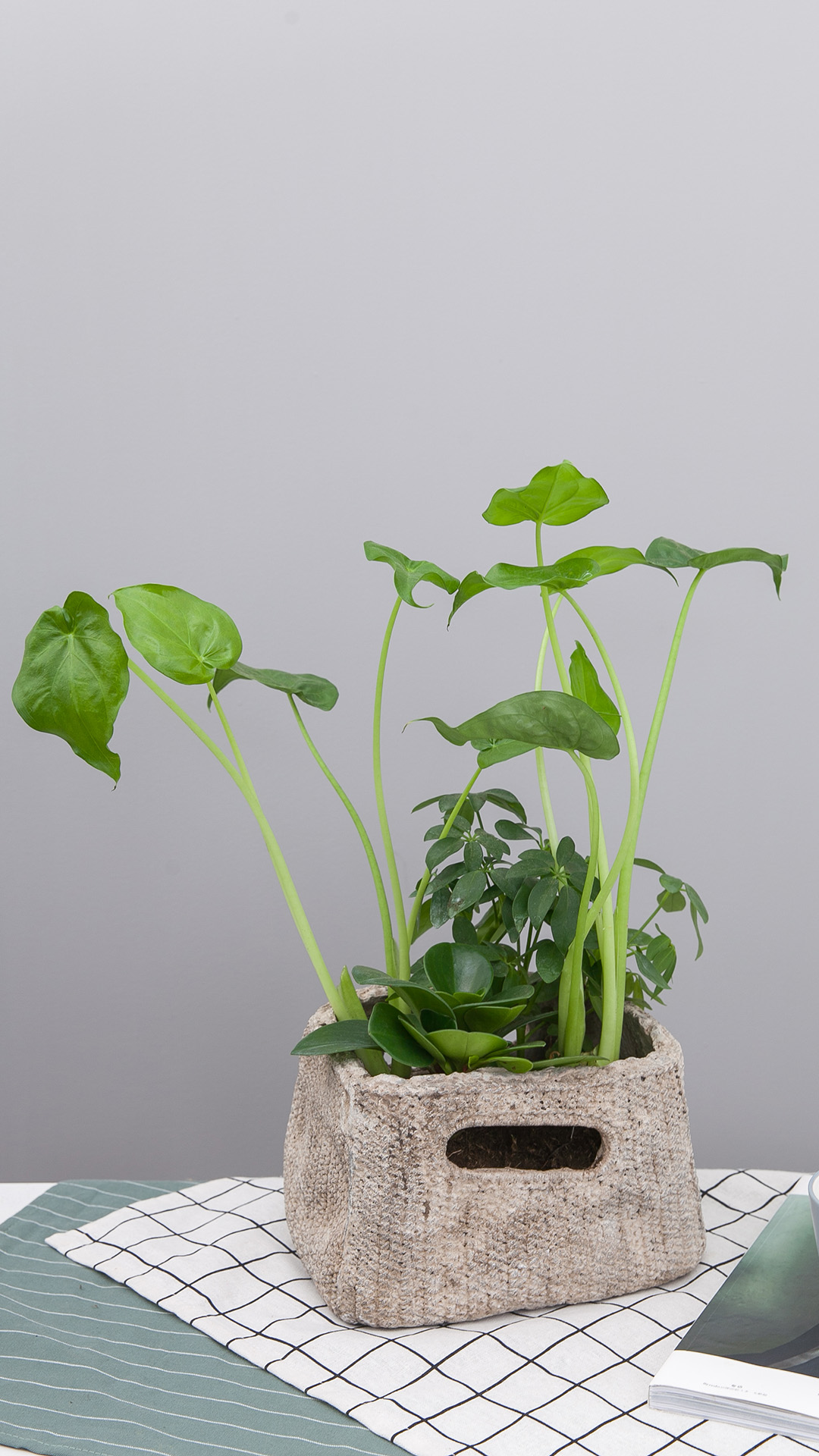 桌面壁纸一一禅意花卉