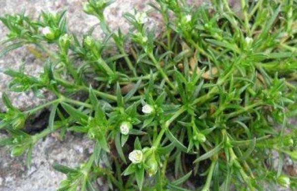 秋季干燥皮肤易过敏,多吃爽口菜,爽口润肤,开胃抗过敏