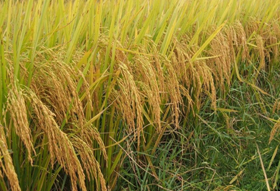 水稻在生长过程中容易出现早衰情况,怎样防治可以让