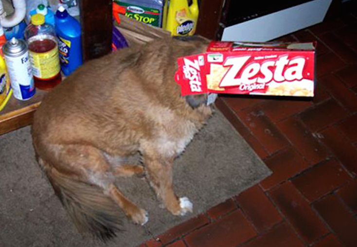 狗狗捉迷藏,简直就是现实版掩耳盗铃!你是不是傻?