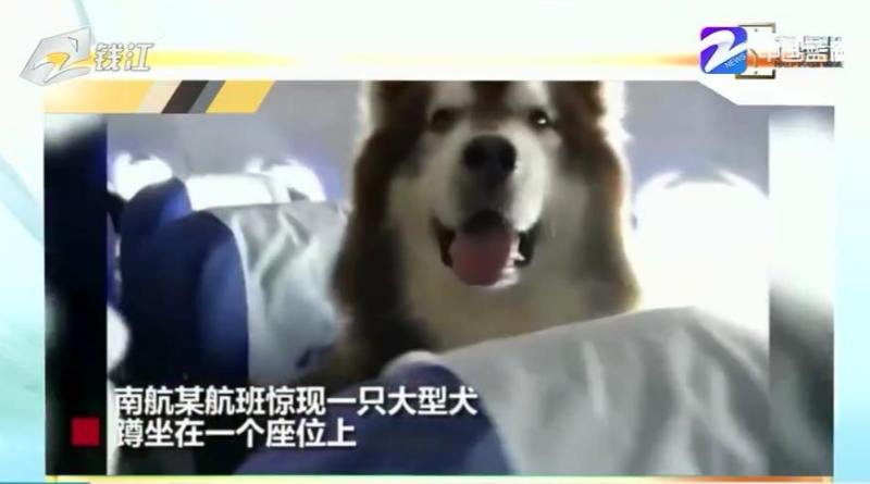 客机上惊现大型犬 南航回应称是证件齐全的精神抚慰犬