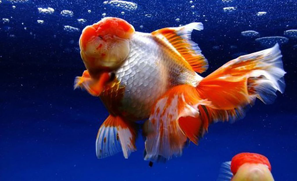 最漂亮的金鱼品种是什么?你知道吗?一起看看吧