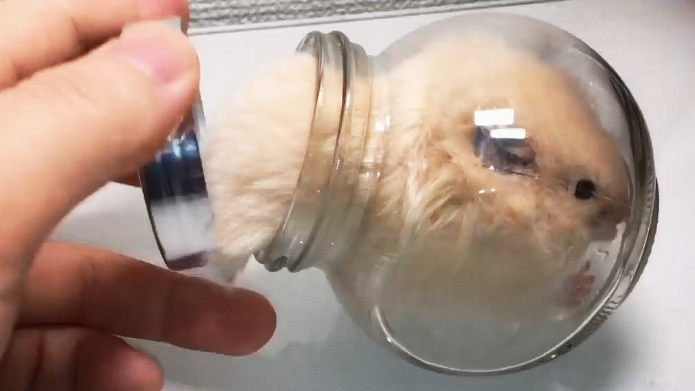 把仓鼠染成蓝色自称新品种,被举报虐待还狡辩:我就喜欢怎么了