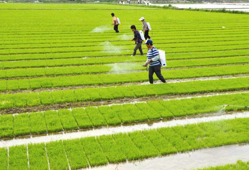 水稻育苗和种植的要点有哪些?挨个学习不会错,丰产易