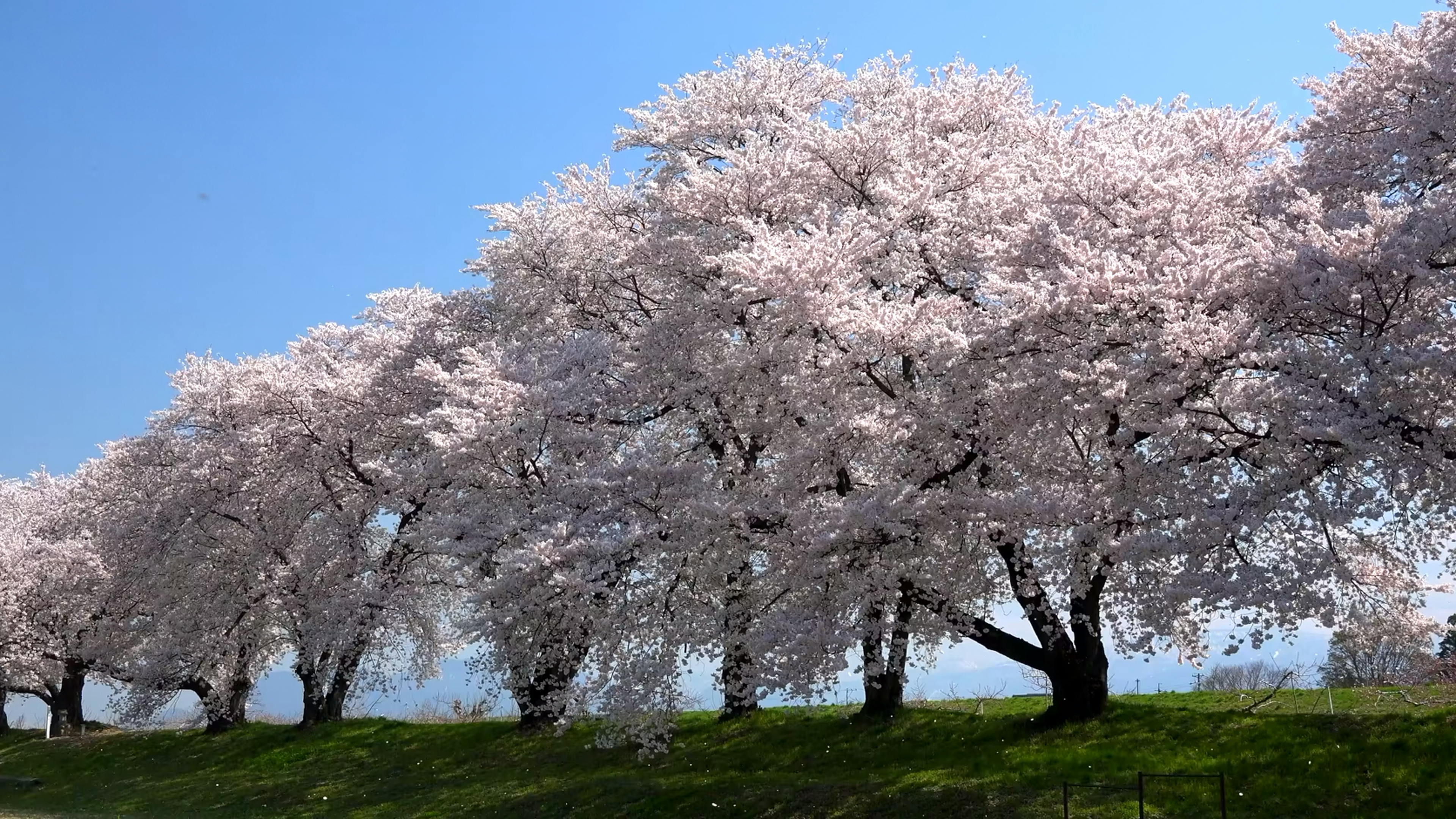 樱花树