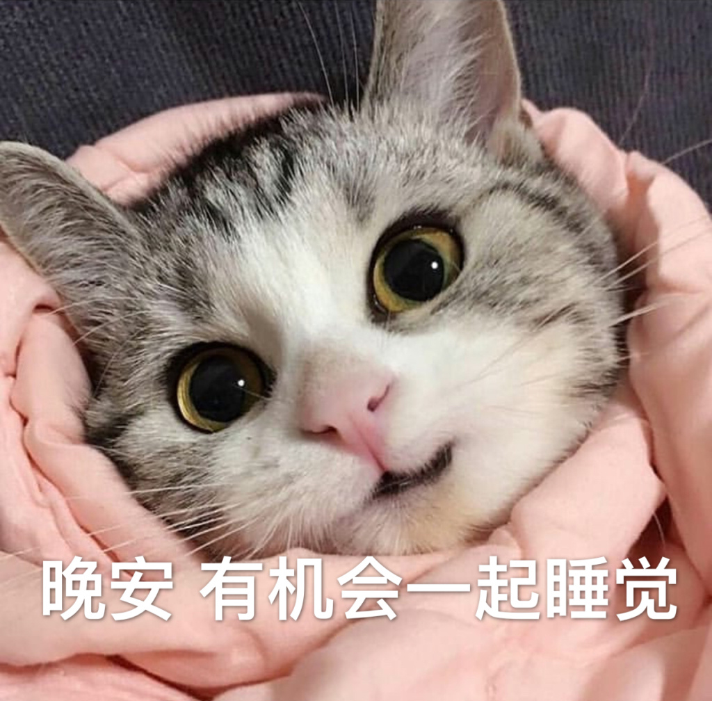 搞笑表情包:超萌猫咪表情包,你能不能像我一样成熟点!