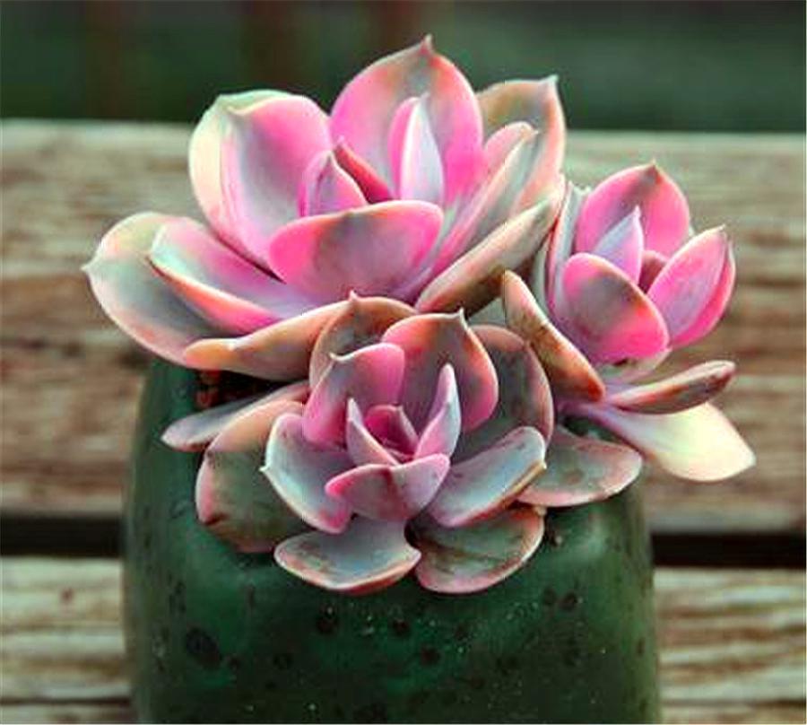 多肉紫珍珠老桩原来都是这么养出来的,只要"3招",时间缩短2倍