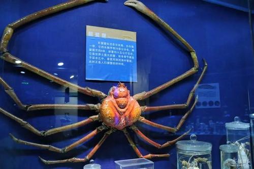 世界上最大的螃蟹,足展42米重19公斤,被日本人称为杀人蟹