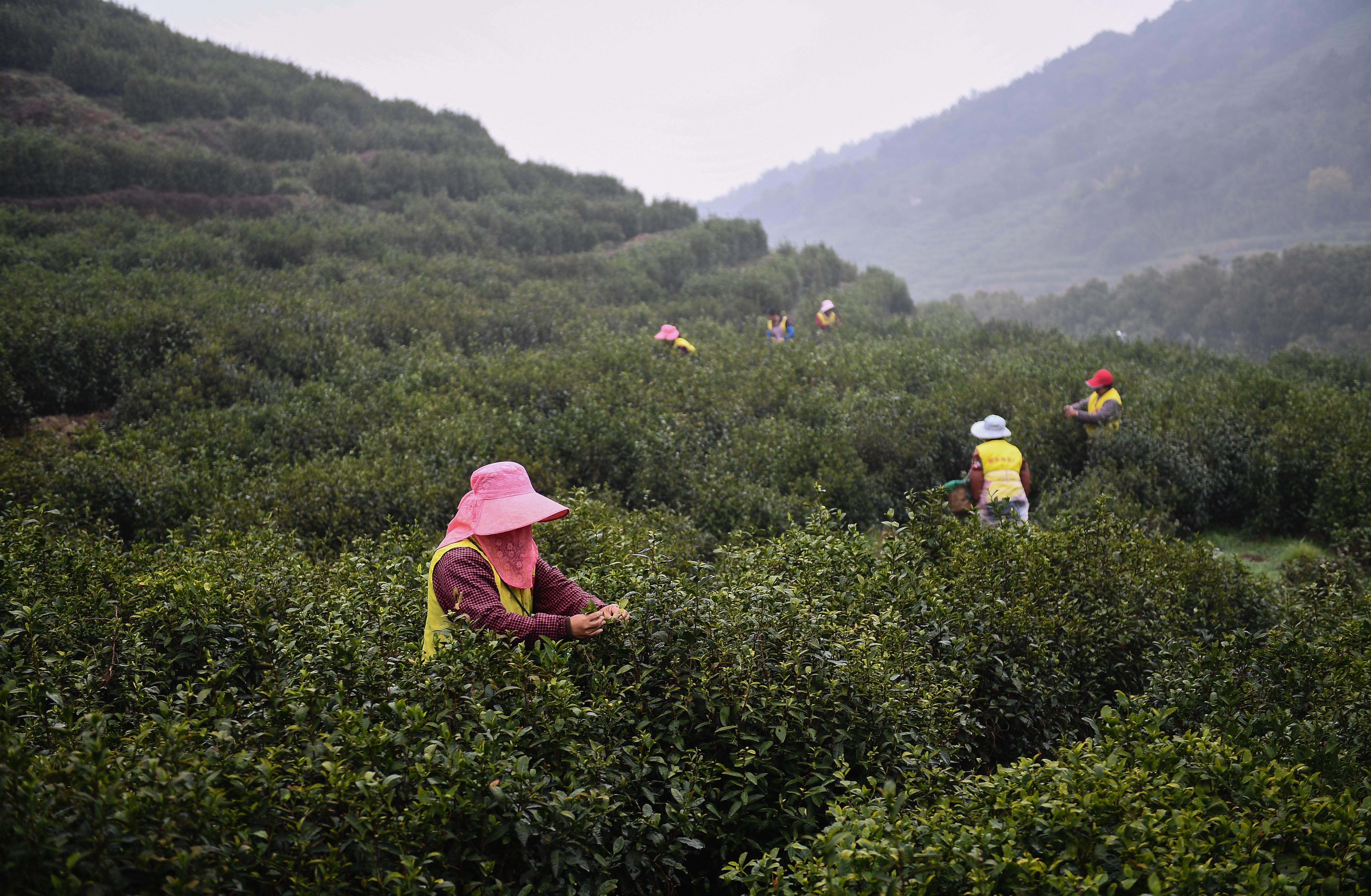 江苏洞庭山:碧螺春茶迎来采摘期(1)
