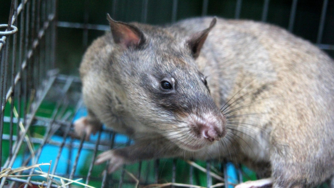 世界上"最大的老鼠":成年后身长能达一米多,天生的排雷高手!