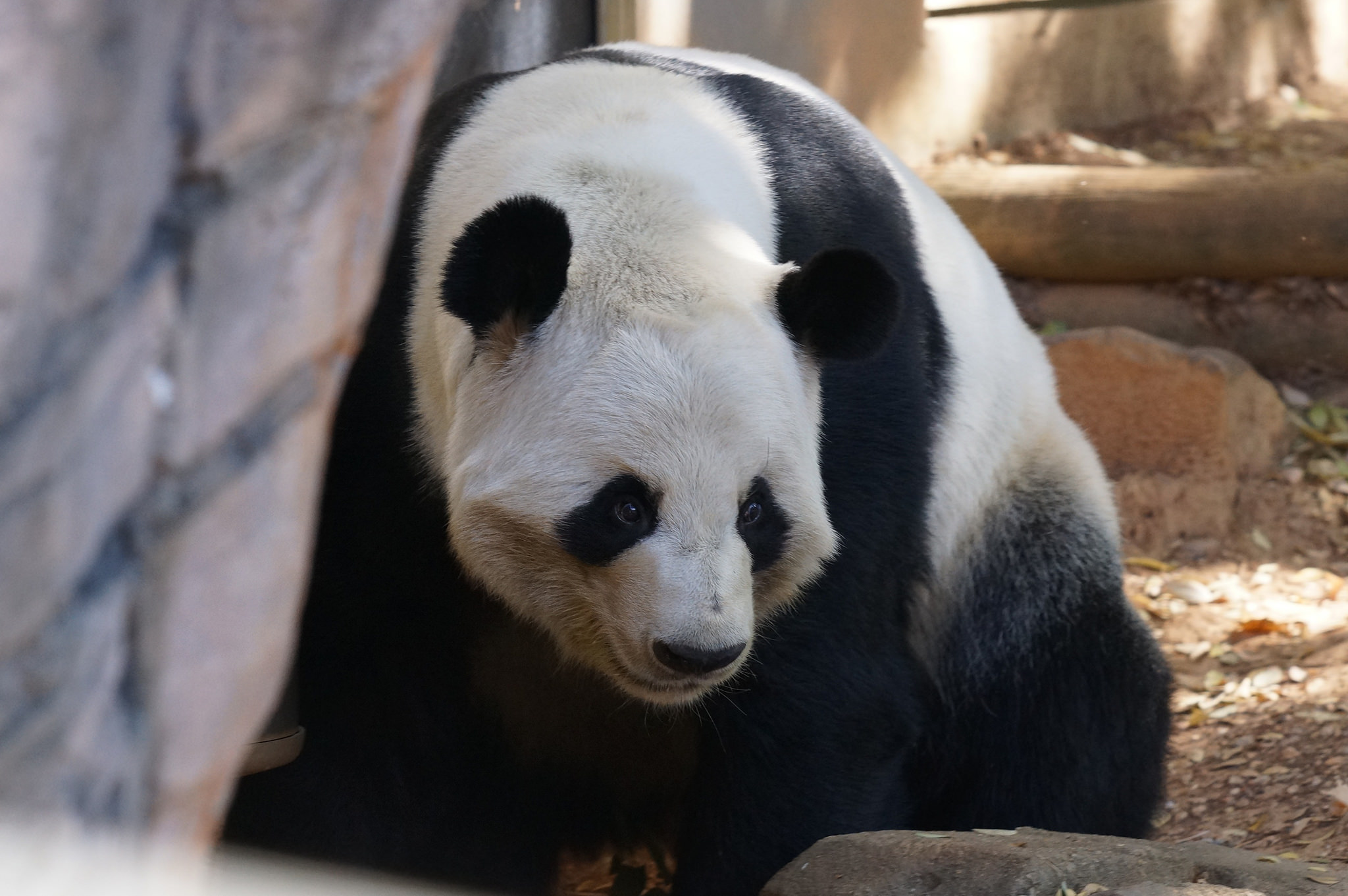 来自美国亚特兰大的大熊猫宝宝洋洋向你问好