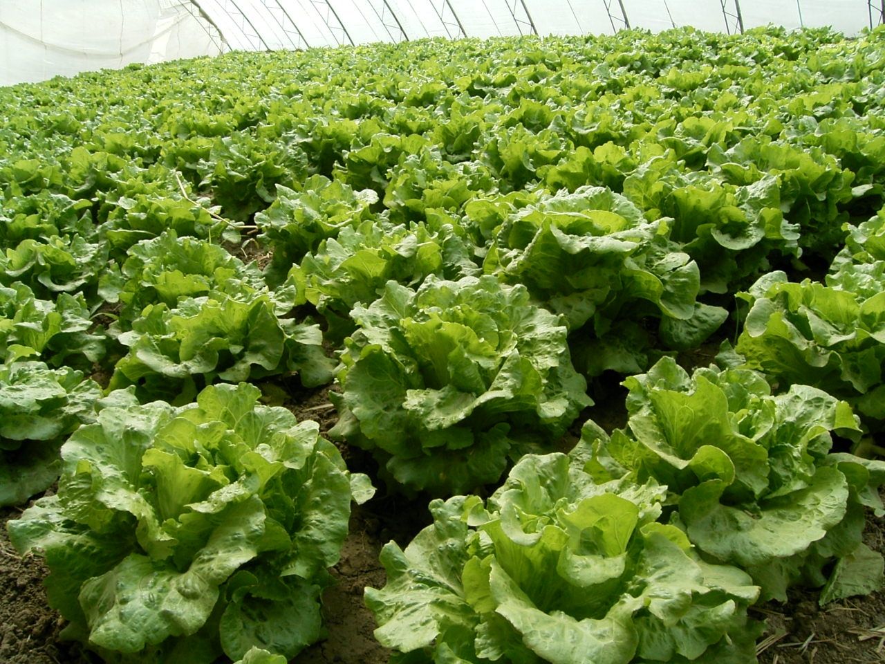 生菜种植 - 2020年最新商品信息聚合专区 - 百度爱采购