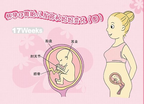 怀孕17周胎儿的变化和孕妈妈的注意事项