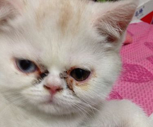 养猫知识:猫泪痕严重没有力气,异短猫的泪痕怎么去掉