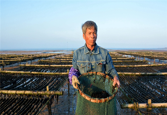 小樊聊三农:三农之紫菜的生长环境和基地的建设,你知道多少呢